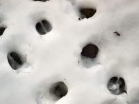 RASTROS EN LA NIEVE A LA PUERTA DEL TEMPLO