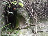 CANECILLA DEL LADO IZQUIERDO