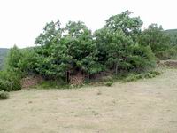 UBICACI�N DE LAS RUINAS, BAJO CUBIERTA VEGETAL DE ACACIAS