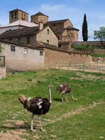 GRANJA DE AVESTRUCES 