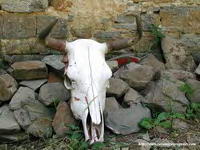 CR�NEO DE VACA EN CALLE DE OTAL