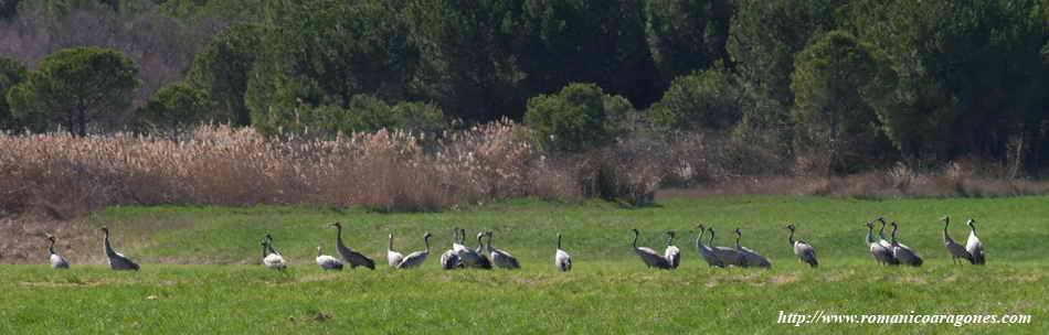GRULLAS EN ARBOL, AL LADO OESTE DEL PANTANO DE TORMOS