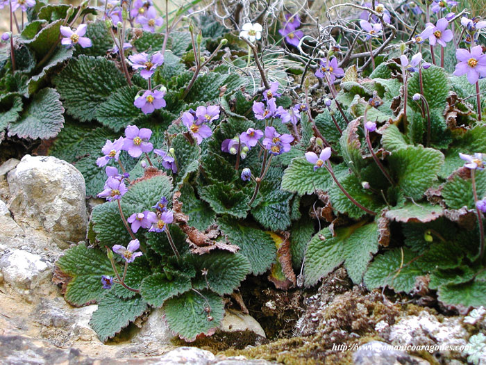 RAMONDA MYCONI