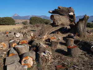 CARRASCA VENCIDA