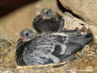 PICHONES EN LA ESCALERA DEL CAMPANARIO