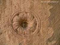 ROSETA EN ARRANQUE DE MURO NORTE